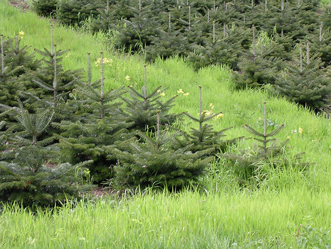 Sapin de Noël - © V. Houis